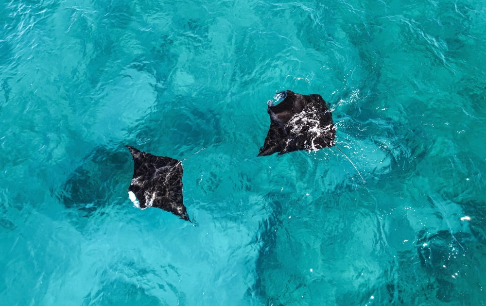 Ningaloo Mantarays Overhead