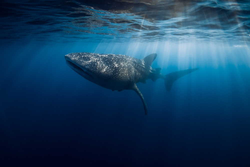 Whale Shark Ningaloo