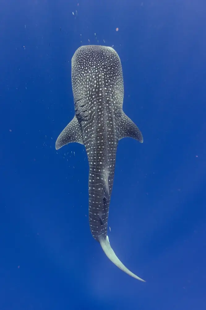 Whaleshark full body from above swimming