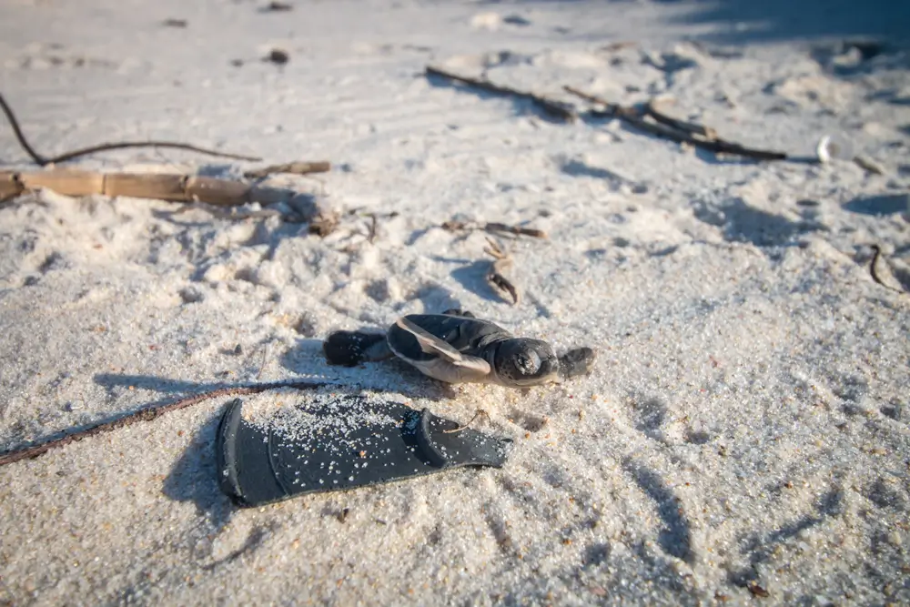 Green sea turtle hatchling on the beach