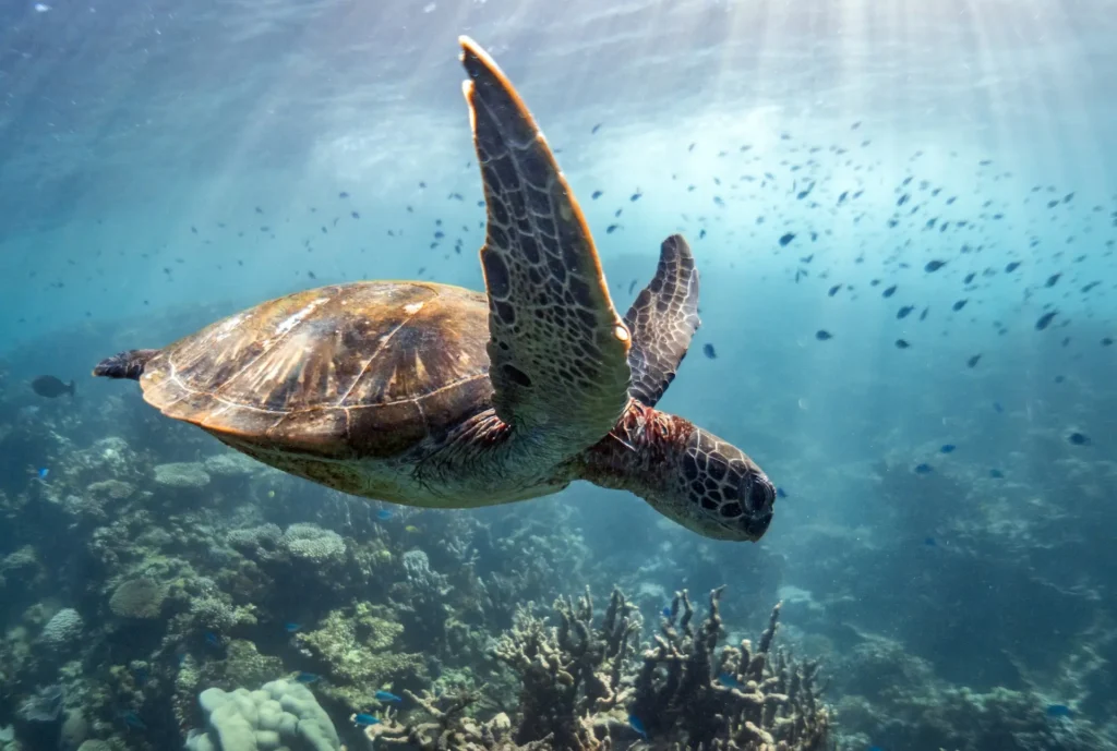 Turtle Swimming in Ningaloo Reef