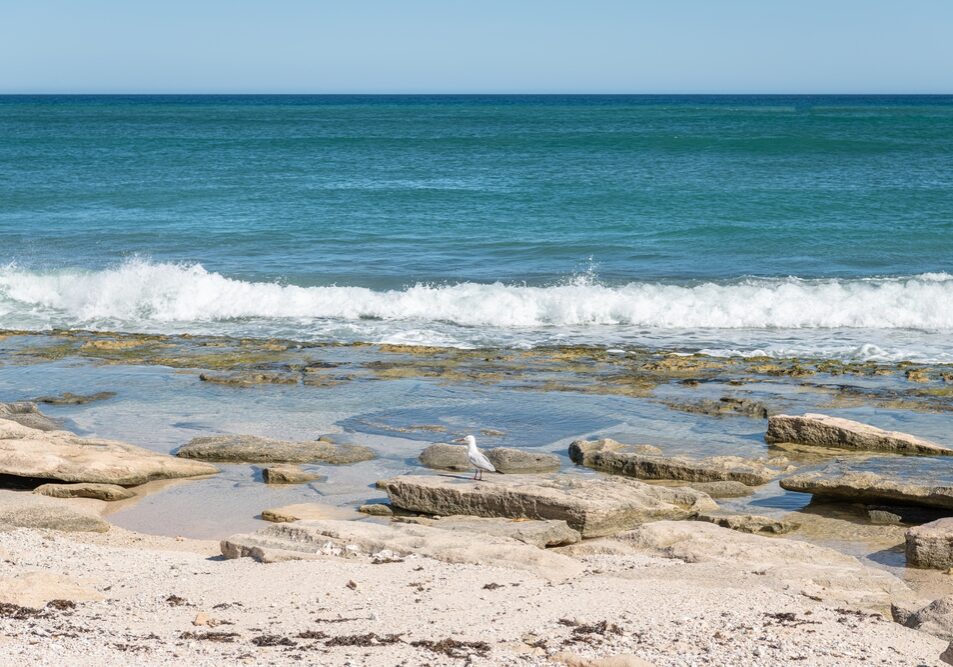 Beach,In,Cape,Range,National,Park,With,A,Silver,Gull,