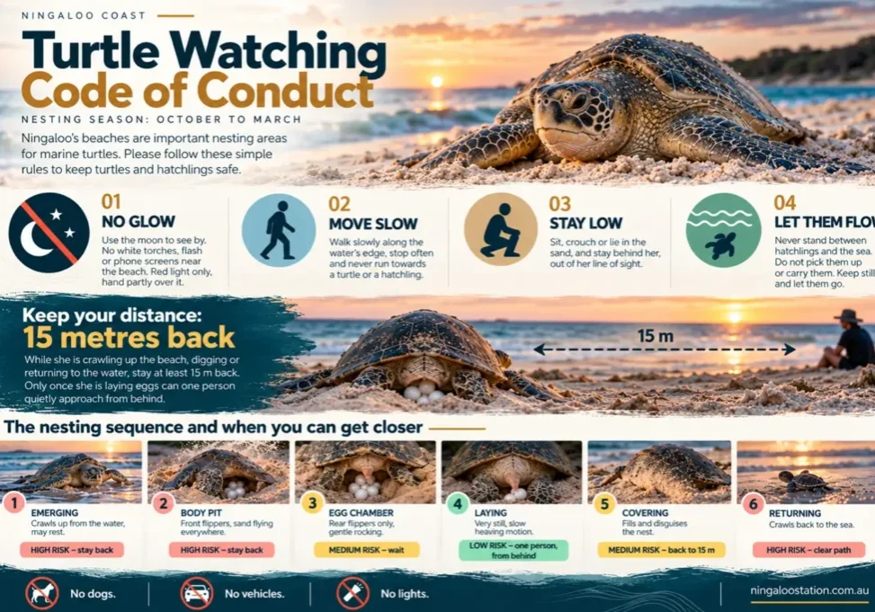 Turtle Watching Code of Conduct - Ningaloo